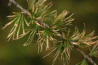 Image: Larch casebearer 1