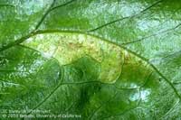 Image: Forest Tent Caterpillar 1