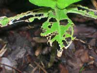 Image: Eastern Tent Caterpillar 1