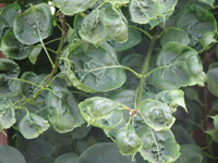 herbicideinjury1