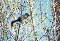Image: Gray squirrels 1