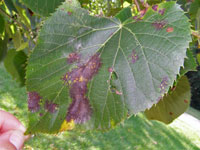 Image: Linden leaf blotch 2