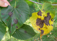 Image: Linden leaf blotch 1