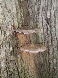 Image: Ganoderma root and butt rot 1