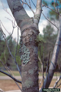 Image: Lichens 2
