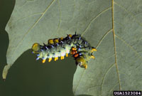 Image: Cecropia caterpillar 3