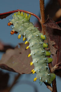 Image: Cecropia caterpillar 1