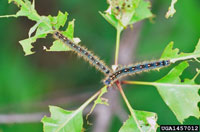 Image: Forest tent caterpillar 1