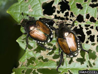 Image: Japanese beetle 1
