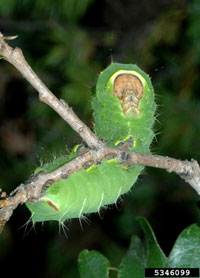 Image: Polyphemus caterpillar 2