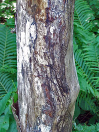 Image: Armillaria root rot 3