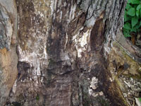 Image: Armillaria root rot 2
