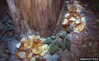 Image: Armillaria root rot 3