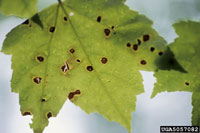 Image: Phyllosticta leaf spot 1