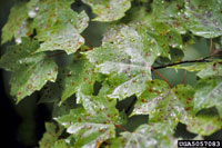 Image: Phyllosticta leaf spot 3