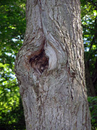 Image: Perennial nectria canker 1