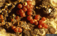 Image: Perennial nectria canker 2