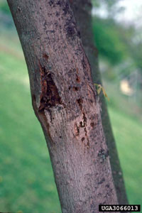 Image: Maple callus borer 1