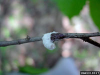 Image: Cottony Maple Scale 3