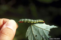 Image: Greenstriped mapleworm 1