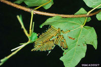 Image: Greenstriped mapleworm 3