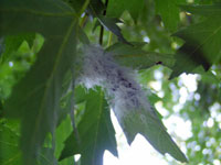 Image: Woolly alder aphid 2