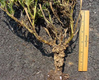 Plant growth regulator herbicide injury 3
