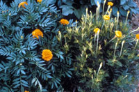 Aster yellows 1