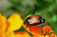 Japanese beetle 2