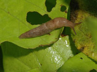 Slug 3