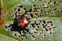 Image: Japanese beetle 3