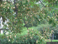 Image: Oak anthracnose 2