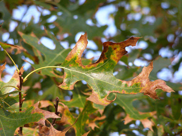 Болезни дуба на листьях фото