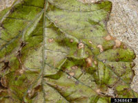 Image: Tubakia leaf spot 2