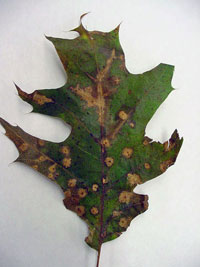 Image: Tubakia leaf spot 1