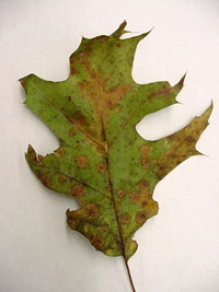 Image: Tubakia leaf spot 3