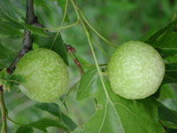Image: Oak apple gall 2