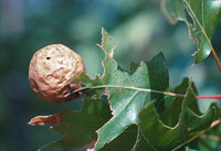 Image: Oak apple gall 3