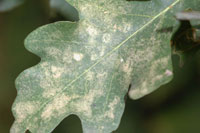 Image: Oak lace bug 1
