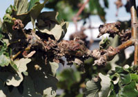 Image: Noxious oak gall 1
