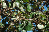 Image: Noxious oak gall 2