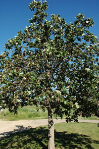 Image: Noxious oak gall 3