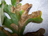 Image: Oak leaf miner 2