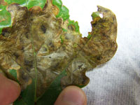 Image: Oak leaf miner 1
