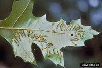 Image: Oak slug sawfly 1