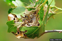 Image: Oak webworm 1