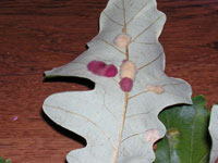 Image: Oak gall 1
