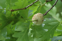 Image: Wool sower gall 1