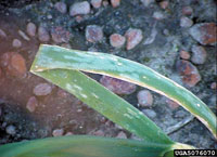 Image: Botrytis Leaf Blight 2