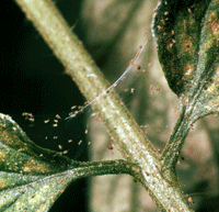 Spider mites 1